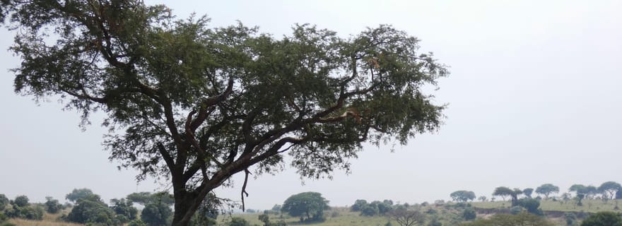 Au départ de Kigali : Safari de 2 jours dans le parc national de l'Akagera avec bateau