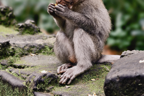 Bali: Private Jungle Swing, Waterfall & Rice Paddy Tour Private Tour with Entrance Fess