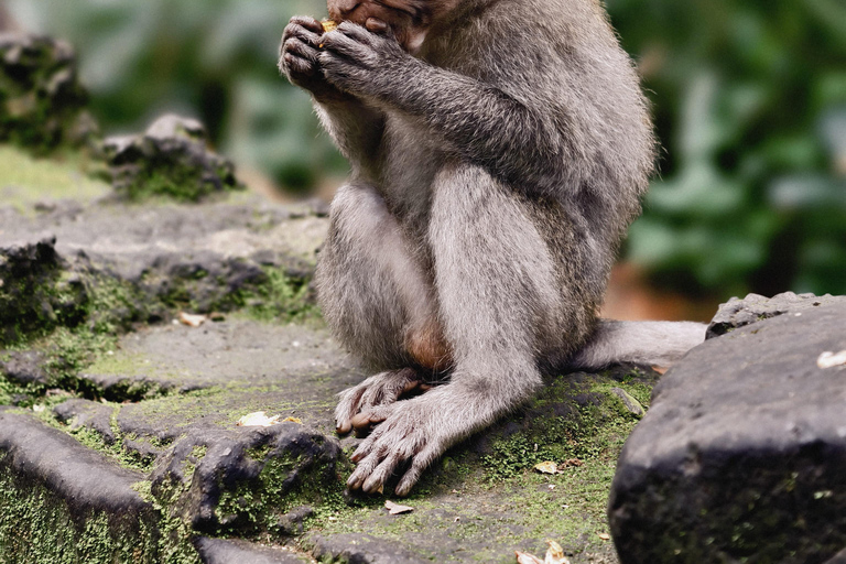 Bali: Private Jungle Swing, Waterfall & Rice Paddy Tour Private Tour with Entrance Fess