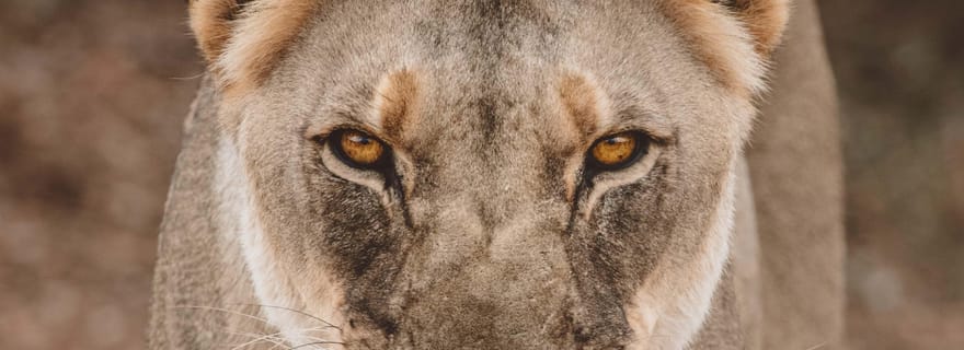 Découvrez les racines de N/a'ankuse - Une excursion d'une journée pour se nourrir