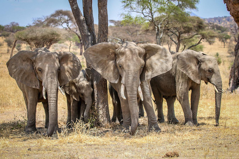 Dagtour naar het nationaal park Tarangire in Tanzania