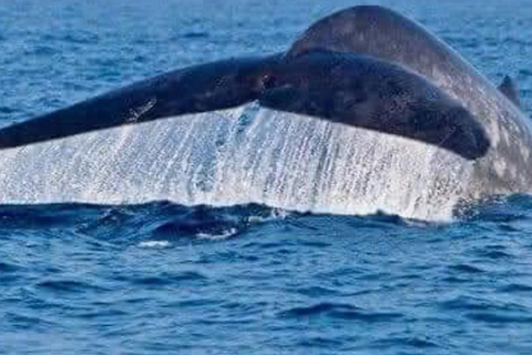 Dikwella & Hiriketiya to Mirissa Whale Watching Day Tour