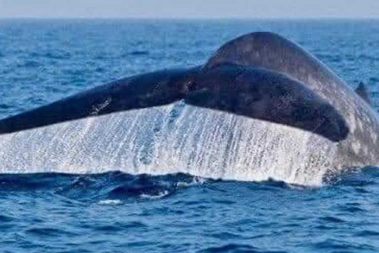 Dikwella & Hiriketiya to Mirissa Whale Watching Day Tour