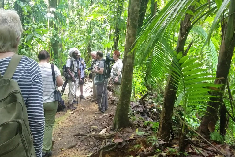 St. Lucia: Bird Watching and Nature Hike