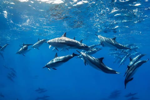 Bali: Private Dolphin, Swimming Beside Boat & Waterfall Tour