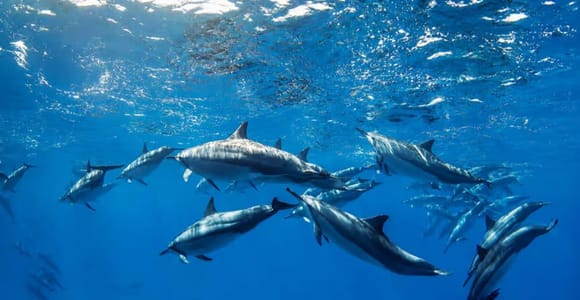 Bali: Private Dolphin, Swimming Beside Boat & Waterfall Tour