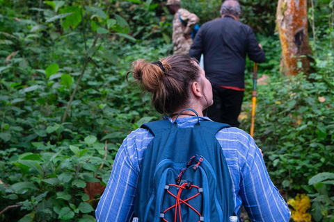 4 - DAY GORILLAS IN THE MIST - BWINDI GORILLA TREKKING