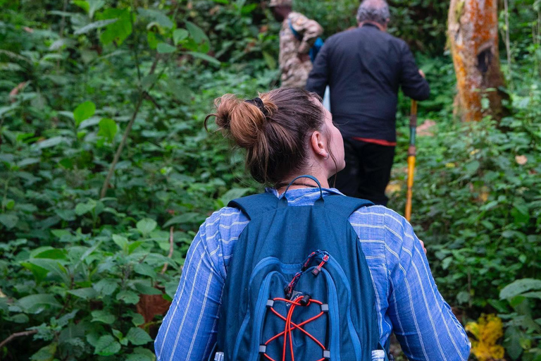 4 - DAY GORILLAS IN THE MIST - BWINDI GORILLA TREKKING