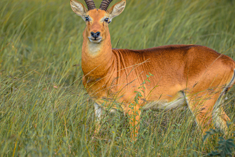 Uganda 10-tägige Wild- und Primaten-Safari.