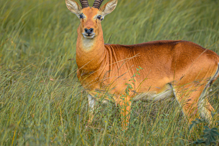 Safari in Uganda di 10 giorni tra natura e primati.