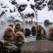 From Tokyo: Nagano Private With English Speaking Guided Tour