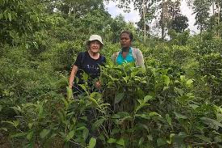 EXCURSIÓN DE UN DÍA A BENTOTA EN TUKTUK (PRIVADO)