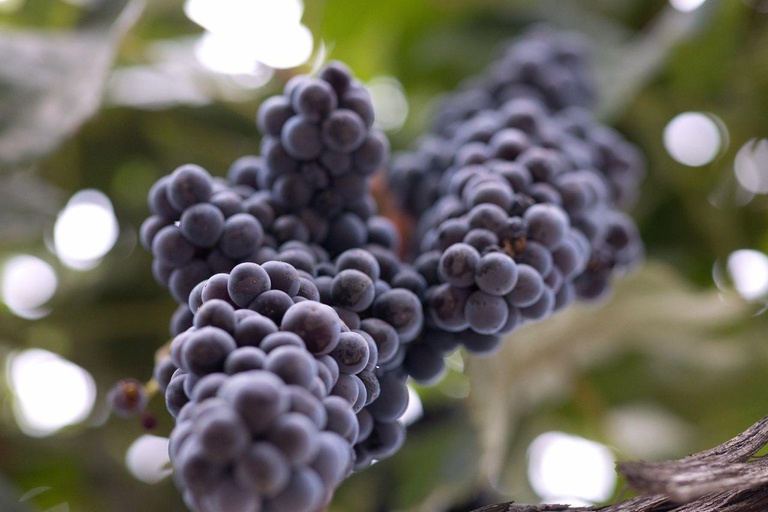Temecula: 3-Winery Tour with Tastings and Lunch
