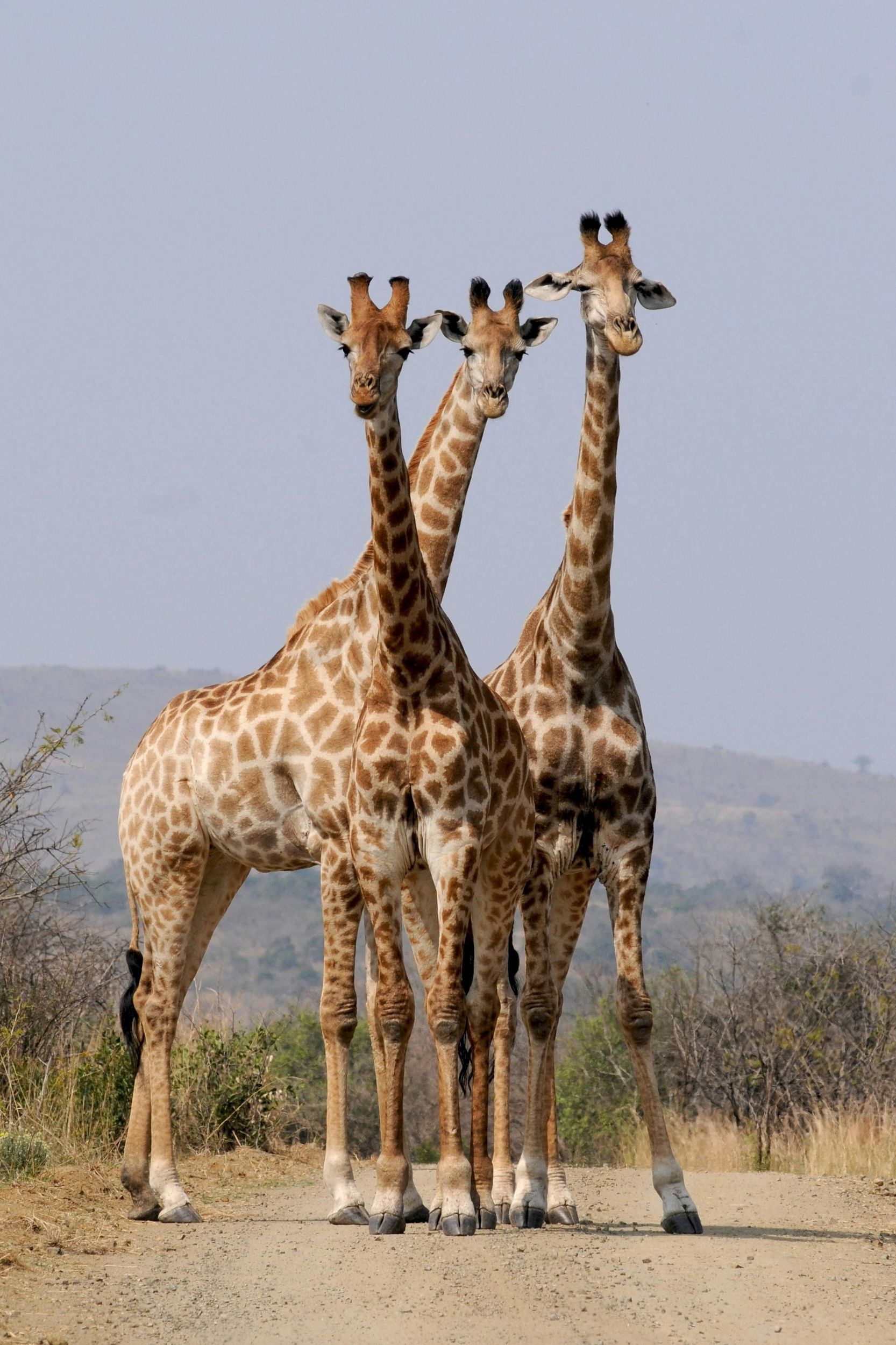 Von Diani oder Mombasa aus: Tagestour zum Tsavo-Ost-Nationalpark