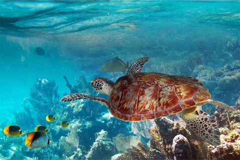 Phuket: Similan Islands Speedboat Tour with Lunch