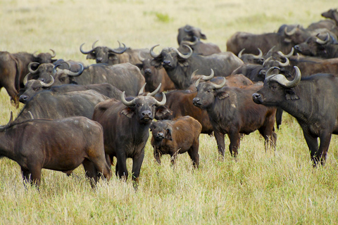 7 jours de safari en Tanzanie