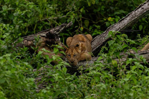 Uganda: 7-Day Bwindi Gorilla Safari Tour with Guide