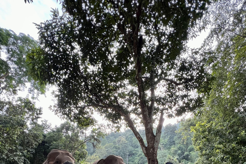 مغامرة شيانغ ماي ليوم كامل: المشي لمسافات طويلة، والتزحلق على الأنابيب، ومشاهدة الفيلةالرحلات، وا