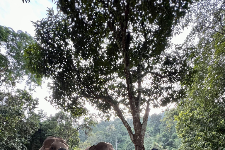 مغامرة شيانغ ماي ليوم كامل: المشي لمسافات طويلة، والتزحلق على الأنابيب، ومشاهدة الفيلةالرحلات، وا