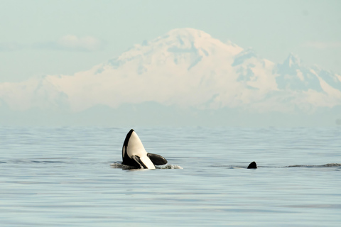 Vancouver: Excursión en zodiac para avistar ballenas desde Granville IslandVancouver: excursión en zodiac para avistar ballenas desde Granville Island