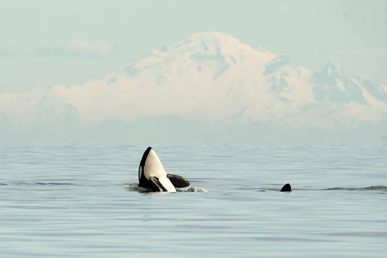Vancouver: Excursión en zodiac para avistar ballenas desde Granville IslandVancouver: excursión en zodiac para avistar ballenas desde Granville Island