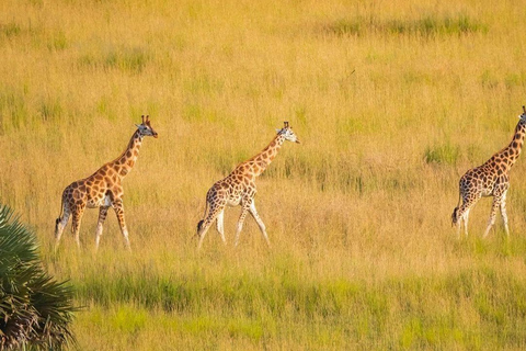 Explore Kenya: 7-Day Luxury Safari & Balloon Experience Tour