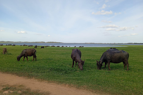 Desde Sigiriya: Safari de medio día en jeep por el Parque Nacional de Minneriya