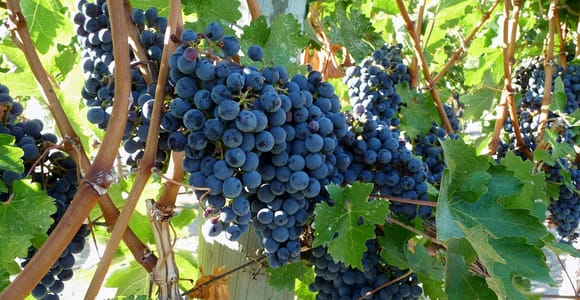 From Catania: Mount Etna Half-Day Tour and Wine Experience