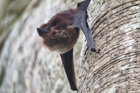 Corcovado-Sirena station day tour from Puerto Jimenez by boat. Corcovado National Park Sirena Station day tour from Puerto Jimenez