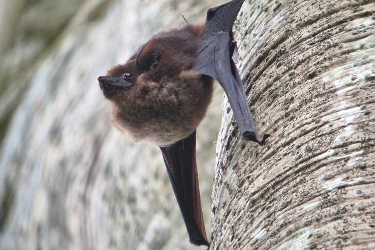 Corcovado-Sirena station day tour from Puerto Jimenez by boat. Corcovado National Park Sirena Station day tour from Puerto Jimenez