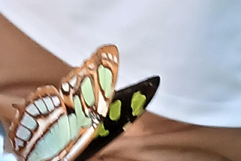 Puerto Plata: Countryside tour with Monkey Home, butterflies, and coffee