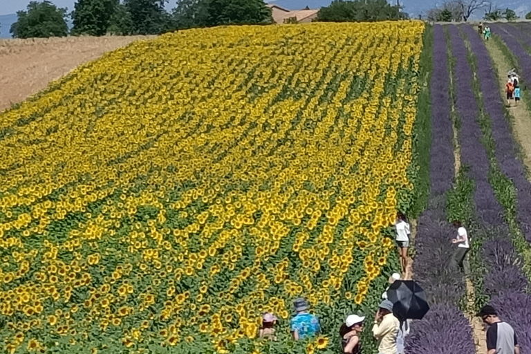 Provençaalse elegantie: Odyssee van lavendel, olijfolie en wijn