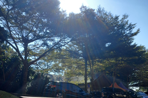 Chiang Rai: Mountains Discovery Doi Mae Salong & Doi Tung Mountains Discovery:Doi Mae Salong & Doi Tung (Private Tour)