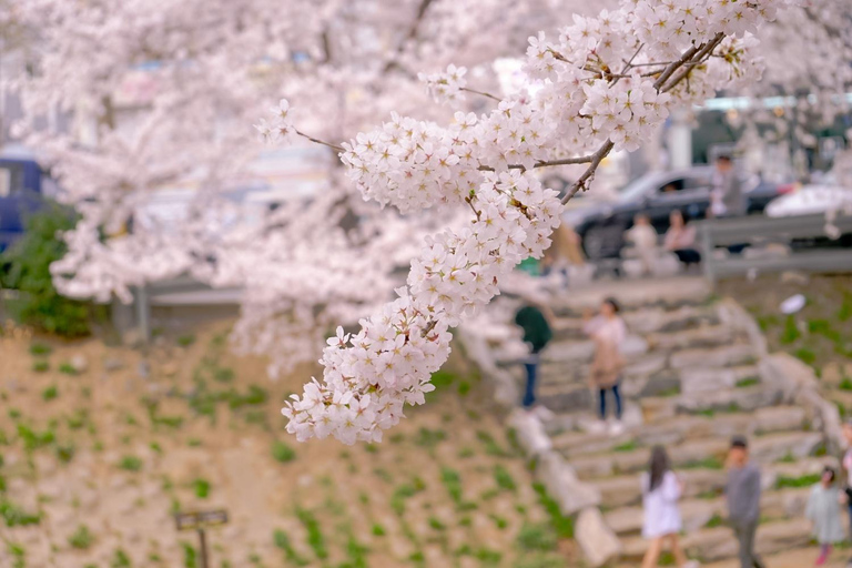 Kirschblüten-Tour am Strand von Busan