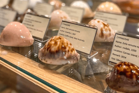 Cavtat: Shell Museum Entry Ticket with Guided Tour Option
