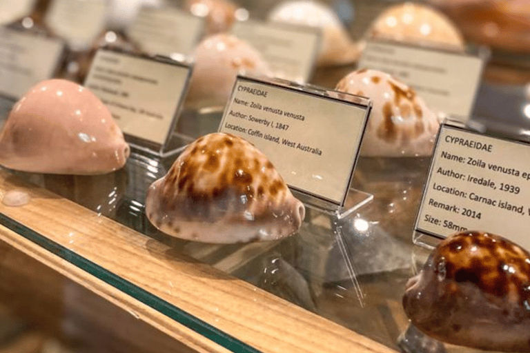 Cavtat: Shell Museum Entry Ticket with Guided Tour Option