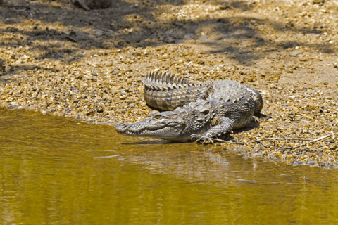 Budget Safari to Wilpaththu National Park from Anuradhapura Wilpattu Jungle Safari from Anuradhapura