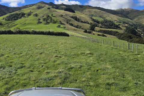 Christchurch: Akaroa & Alpaca Farm Tour with Lunch