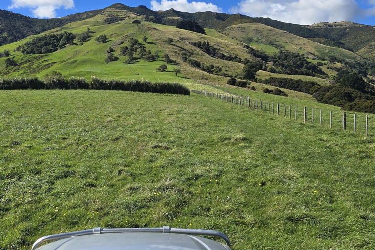Christchurch: Akaroa & Alpaca Farm Tour with Lunch