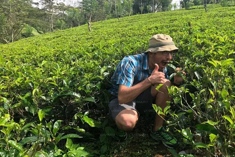Raccolta del tè e fabbrica del tè: Visita da Nuwara Eliya