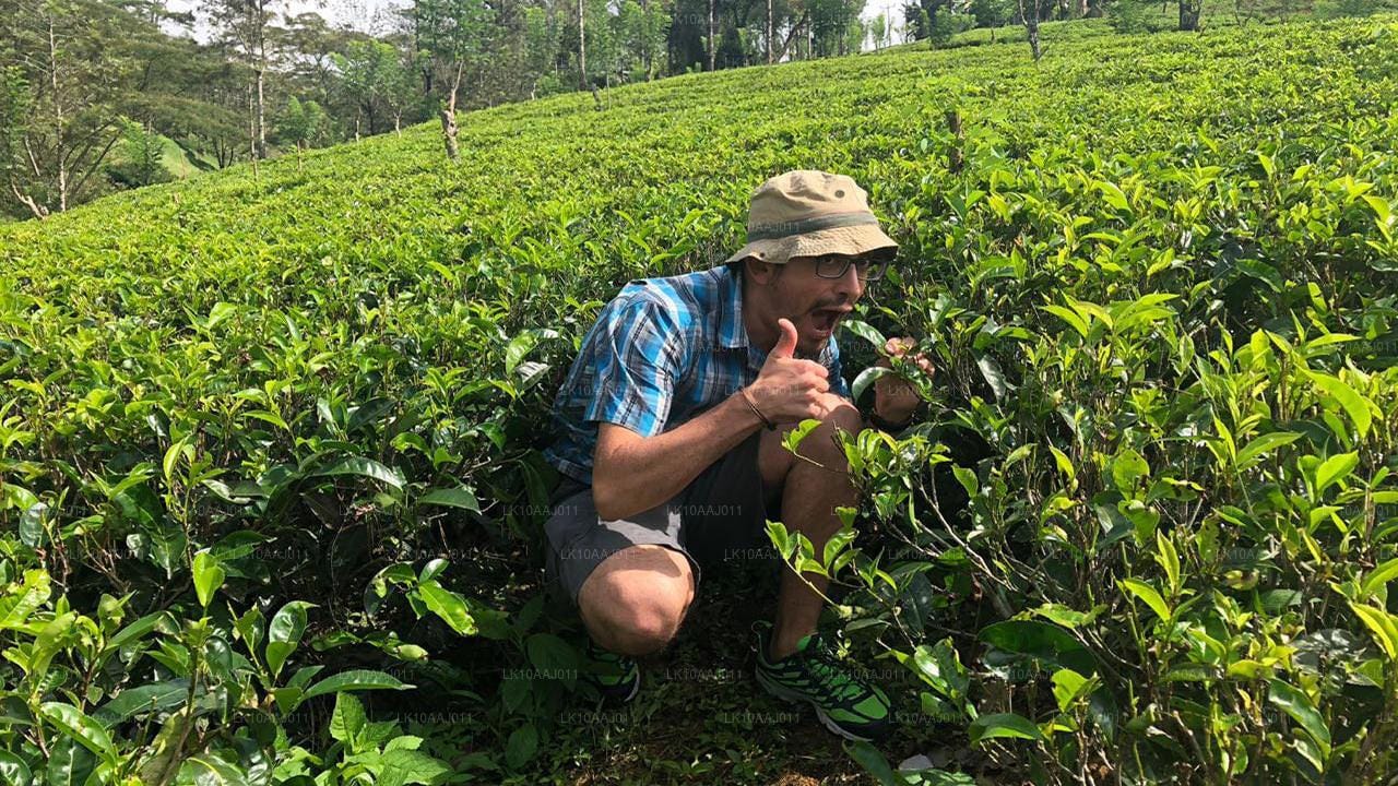 Tee pflücken und Teefabrik: Besuch von Nuwara Eliya
