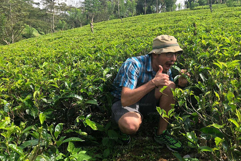 Tour de 1 día por Kandy y Nuwara Eliya