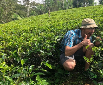 Colheita de chá e fábrica de chá: Visita de Nuwara Eliya