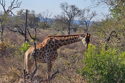 Tour particular de safári: Parque Nacional de Pilansberg Big 5