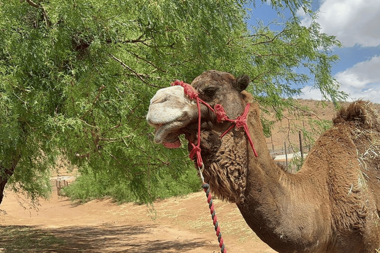 Las Vegas: Desert Camel Ride