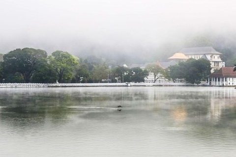 From Colombo/Negombo Kandy, Pinnawala, Tea Factory Day Tour