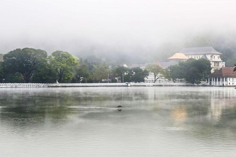 From Colombo/Negombo Kandy, Pinnawala, Tea Factory Day Tour