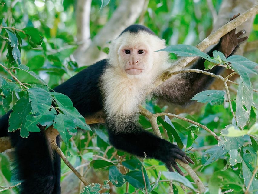 Tambopata: Tour of Monkey Island and Lake Sandoval 3-Days | GetYourGuide