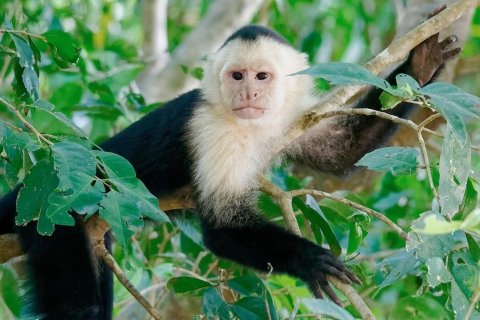 Tambopata: Excursión a la Isla de los Monos y Lago Sandoval 3 DíasExcursión a la Isla de los Monos y al Lago Sandoval - 3 días