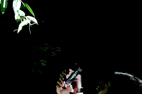 Khao Sok: Half-Day & Night Wildlife Trek and Jungle Dinner Option 6: Half-Day & Night Trek with Dinner From Khao Lak